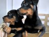 EL CABRERO MUNDO ANIMAL SAN ISIDRO, cachorros de todas razas, peluquería canina y felina en Granadilla de Abona